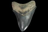 Serrated, Fossil Megalodon Tooth - Georgia #84158-2
